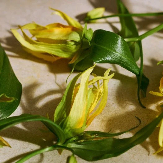 Miniatuur 2